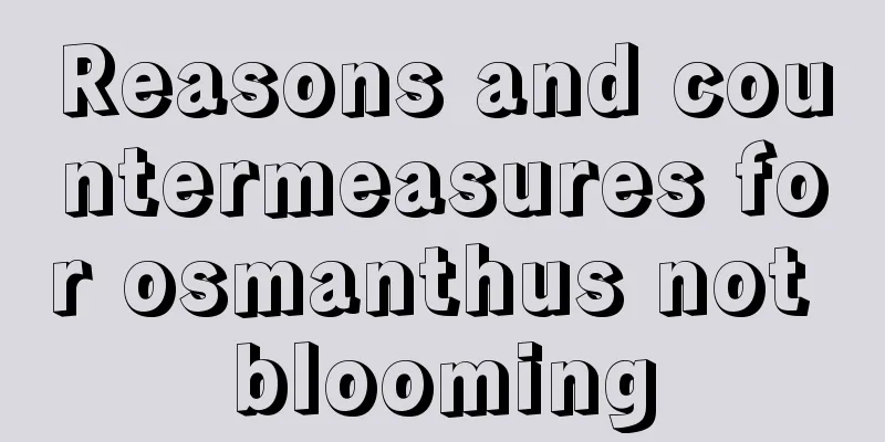 Reasons and countermeasures for osmanthus not blooming