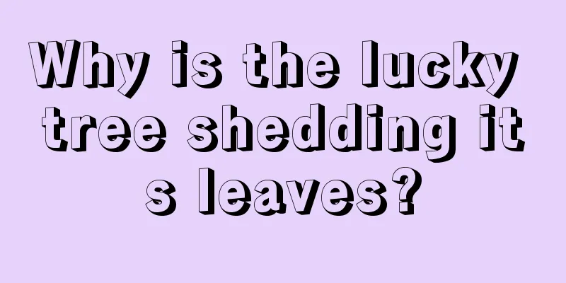 Why is the lucky tree shedding its leaves?