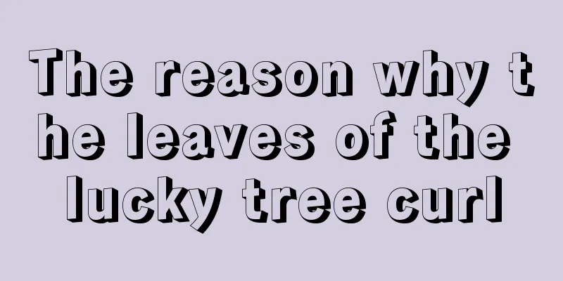 The reason why the leaves of the lucky tree curl