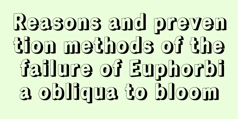 Reasons and prevention methods of the failure of Euphorbia obliqua to bloom