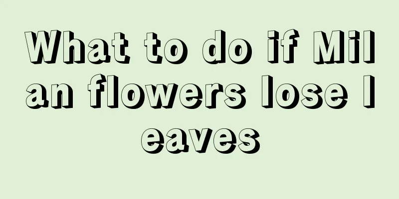 What to do if Milan flowers lose leaves