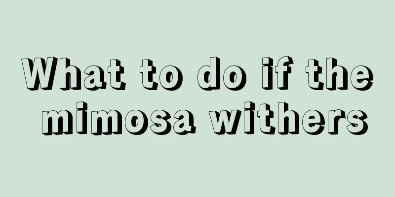 What to do if the mimosa withers