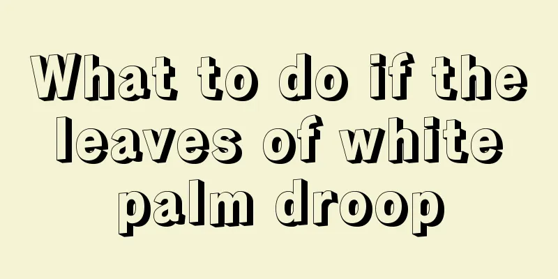 What to do if the leaves of white palm droop