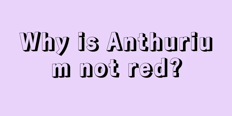 Why is Anthurium not red?