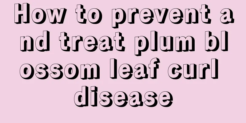 How to prevent and treat plum blossom leaf curl disease