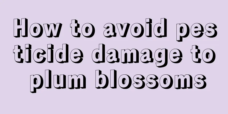 How to avoid pesticide damage to plum blossoms