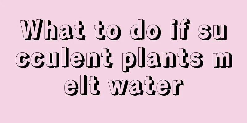 What to do if succulent plants melt water