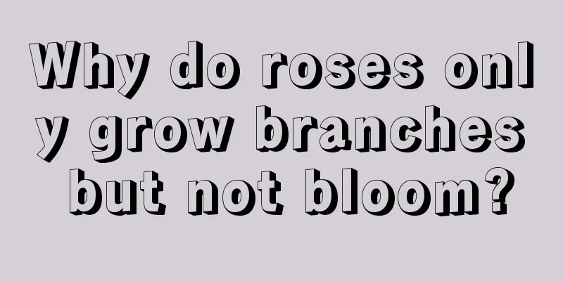 Why do roses only grow branches but not bloom?