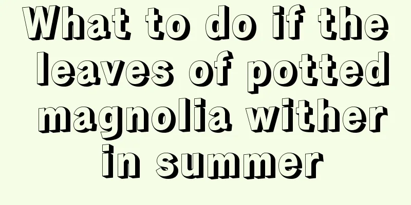 What to do if the leaves of potted magnolia wither in summer