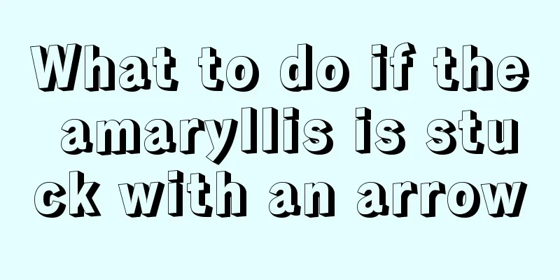 What to do if the amaryllis is stuck with an arrow