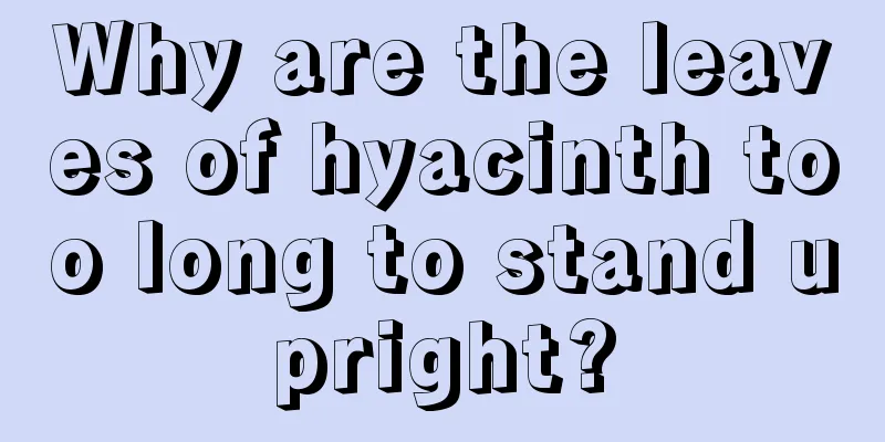 Why are the leaves of hyacinth too long to stand upright?