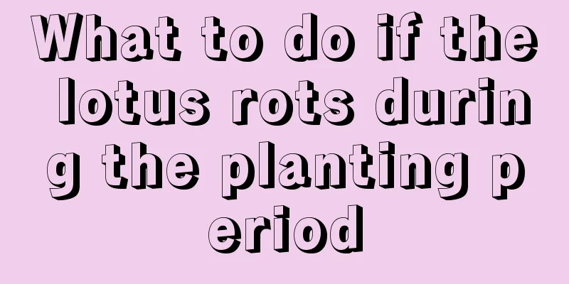 What to do if the lotus rots during the planting period