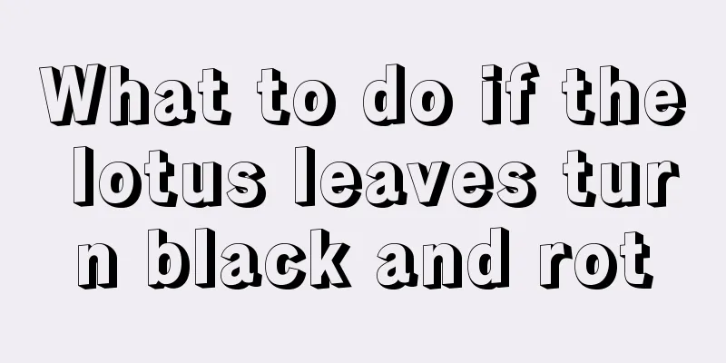 What to do if the lotus leaves turn black and rot