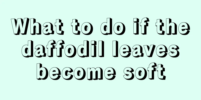 What to do if the daffodil leaves become soft