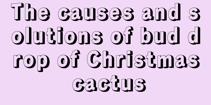 The causes and solutions of bud drop of Christmas cactus