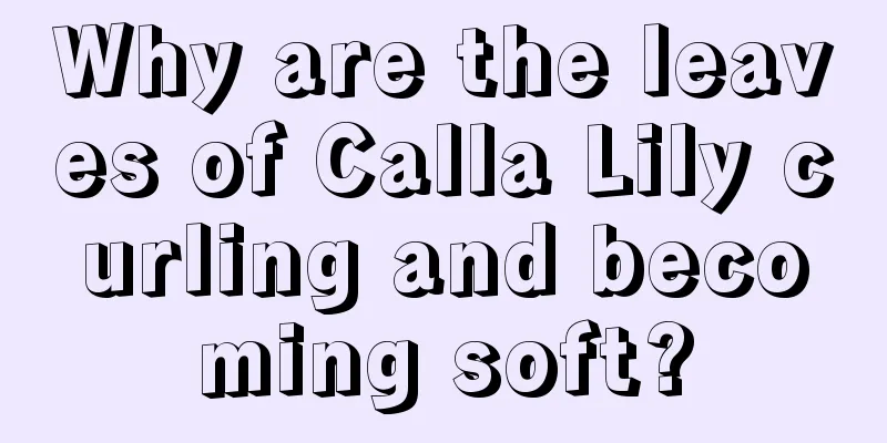 Why are the leaves of Calla Lily curling and becoming soft?