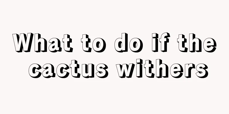 What to do if the cactus withers