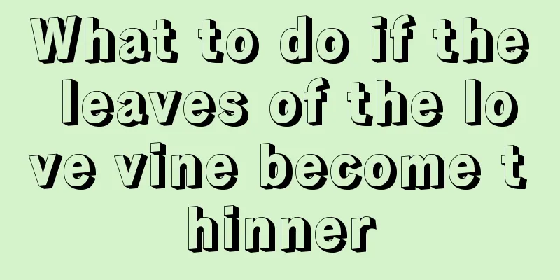 What to do if the leaves of the love vine become thinner