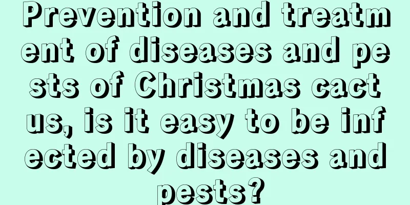 Prevention and treatment of diseases and pests of Christmas cactus, is it easy to be infected by diseases and pests?