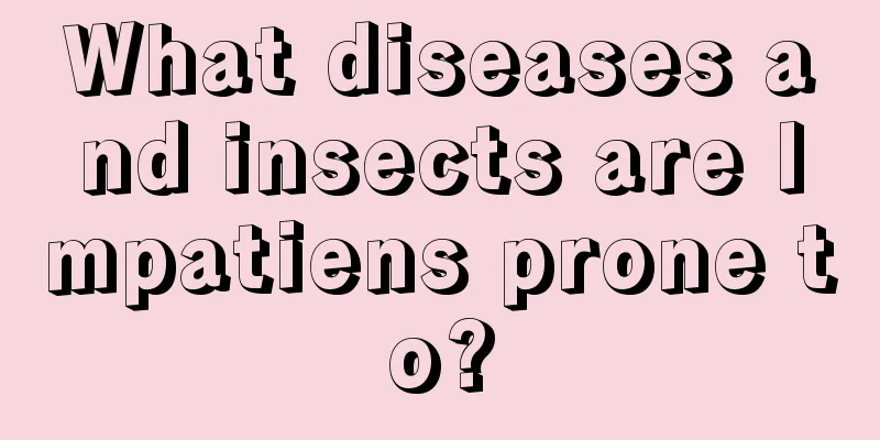 What diseases and insects are Impatiens prone to?