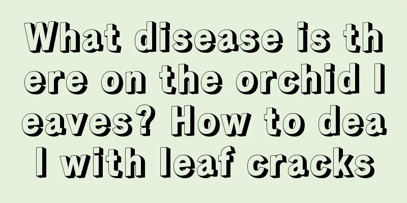 What disease is there on the orchid leaves? How to deal with leaf cracks