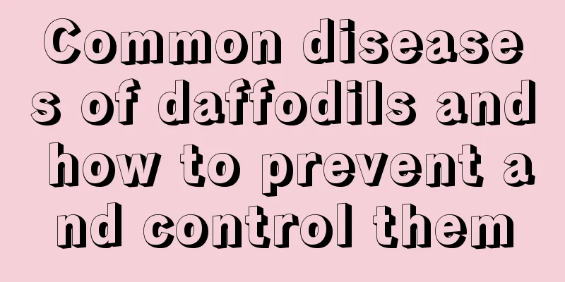 Common diseases of daffodils and how to prevent and control them