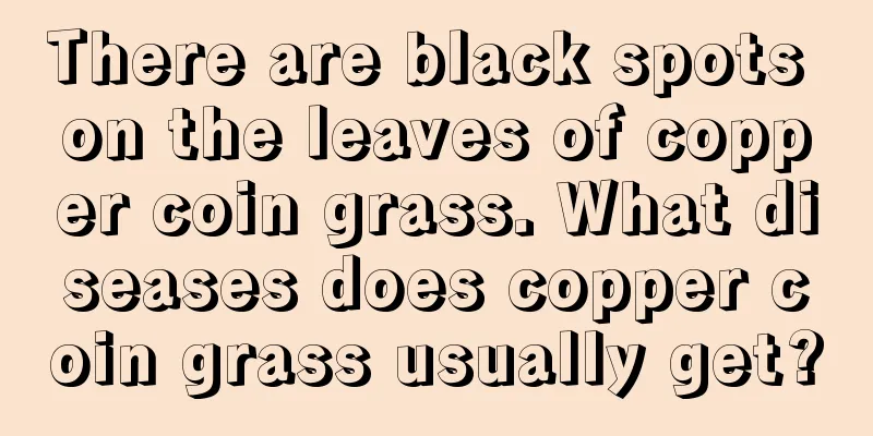 There are black spots on the leaves of copper coin grass. What diseases does copper coin grass usually get?