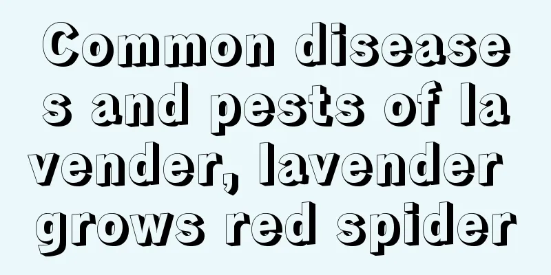 Common diseases and pests of lavender, lavender grows red spider