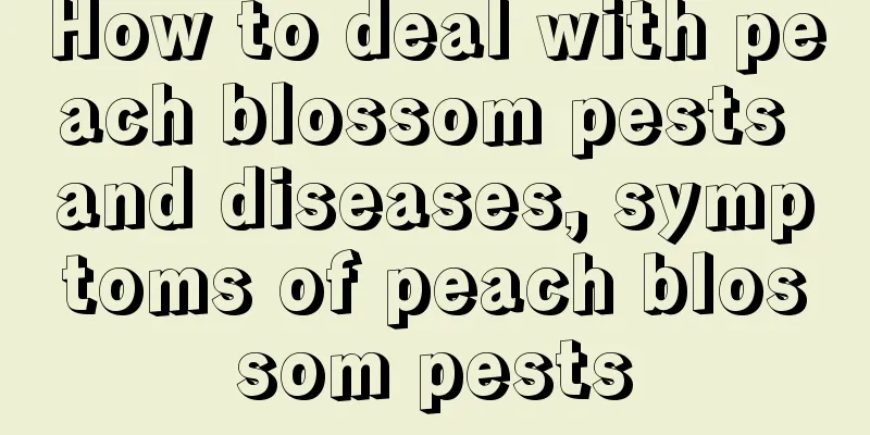 How to deal with peach blossom pests and diseases, symptoms of peach blossom pests