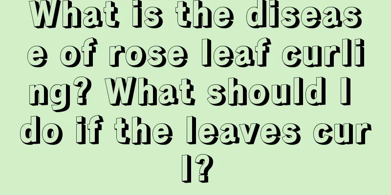 What is the disease of rose leaf curling? What should I do if the leaves curl?