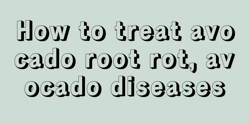 How to treat avocado root rot, avocado diseases