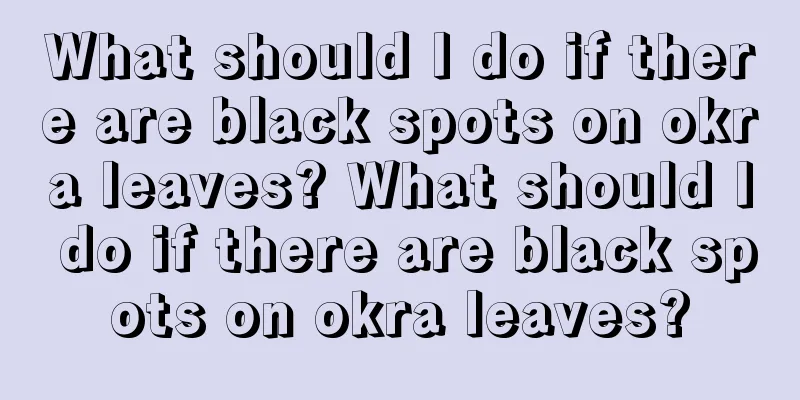 What should I do if there are black spots on okra leaves? What should I do if there are black spots on okra leaves?