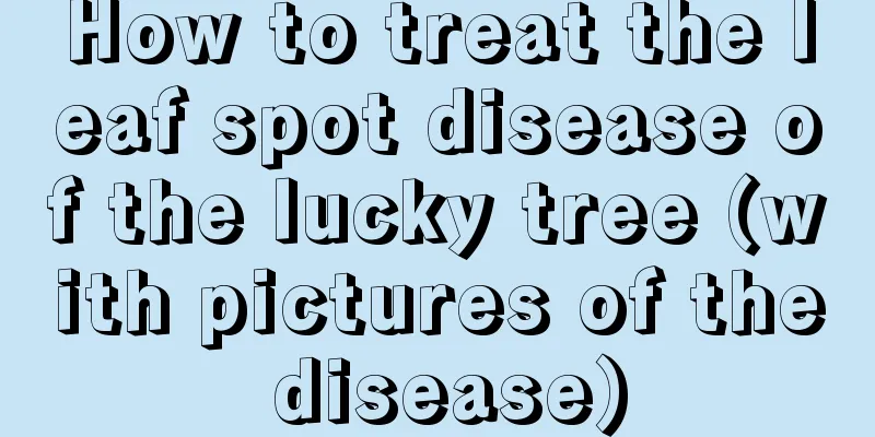 How to treat the leaf spot disease of the lucky tree (with pictures of the disease)