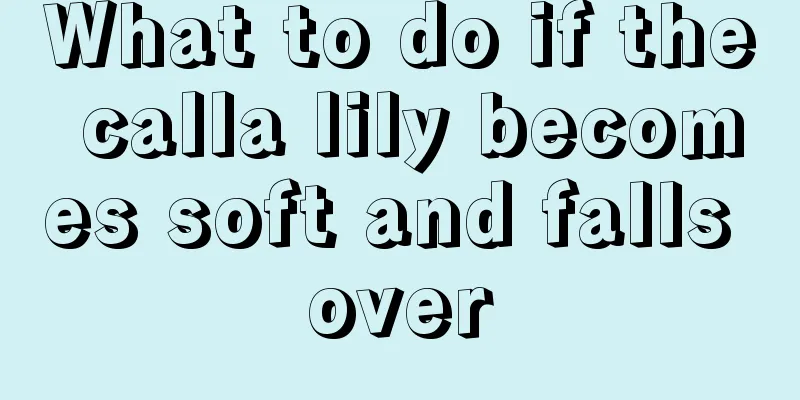 What to do if the calla lily becomes soft and falls over