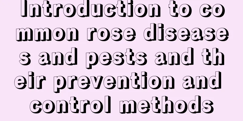 Introduction to common rose diseases and pests and their prevention and control methods