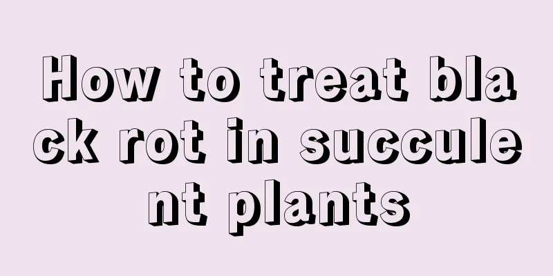 How to treat black rot in succulent plants