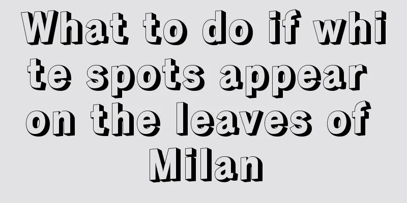 What to do if white spots appear on the leaves of Milan