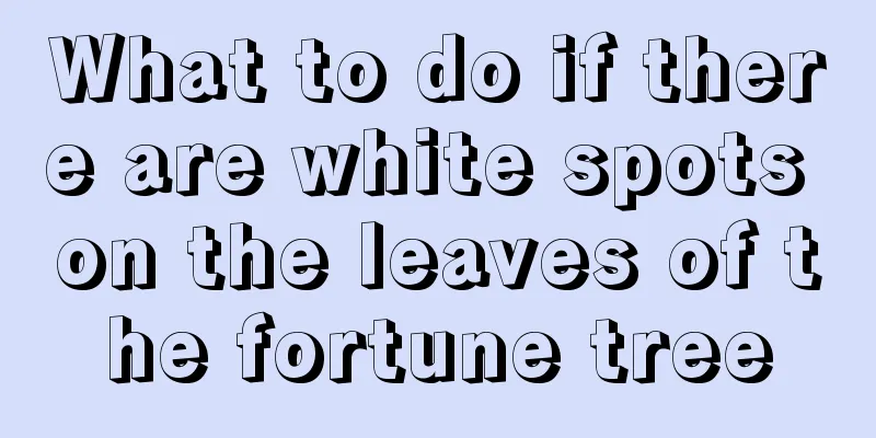 What to do if there are white spots on the leaves of the fortune tree