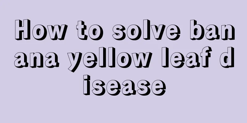 How to solve banana yellow leaf disease