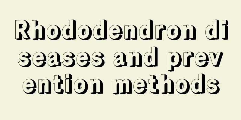 Rhododendron diseases and prevention methods