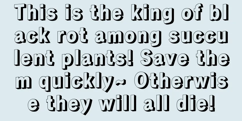 This is the king of black rot among succulent plants! Save them quickly~ Otherwise they will all die!