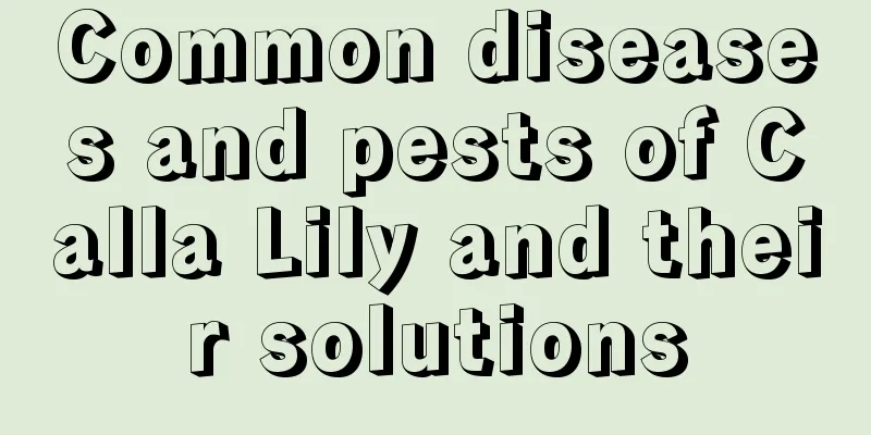 Common diseases and pests of Calla Lily and their solutions