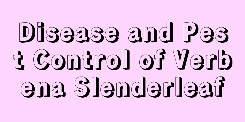 Disease and Pest Control of Verbena Slenderleaf