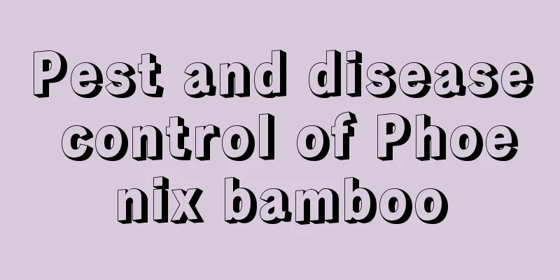 Pest and disease control of Phoenix bamboo