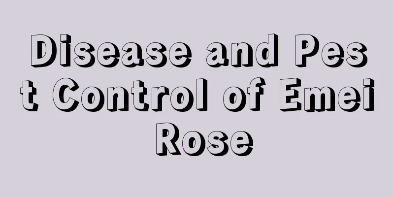 Disease and Pest Control of Emei Rose