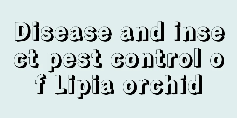 Disease and insect pest control of Lipia orchid