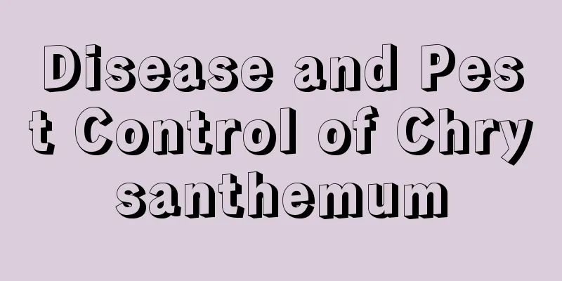 Disease and Pest Control of Chrysanthemum