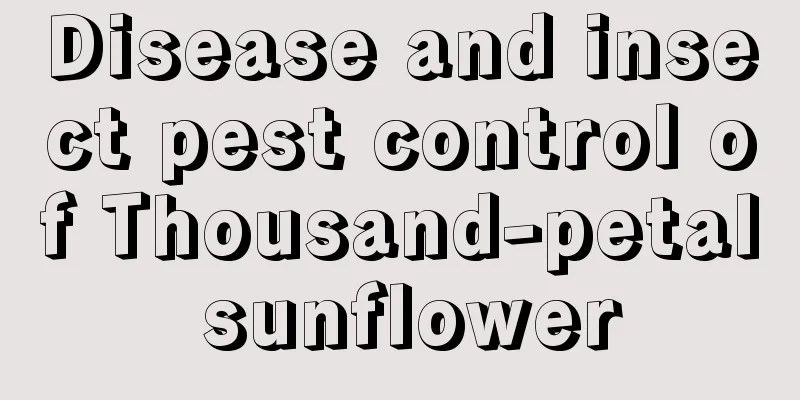 Disease and insect pest control of Thousand-petal sunflower