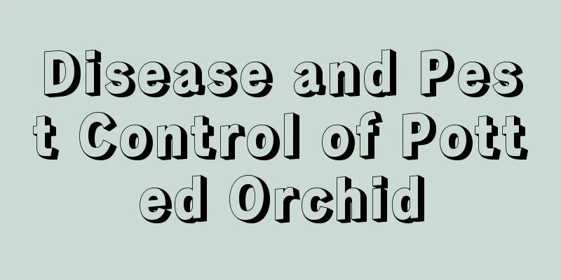 Disease and Pest Control of Potted Orchid