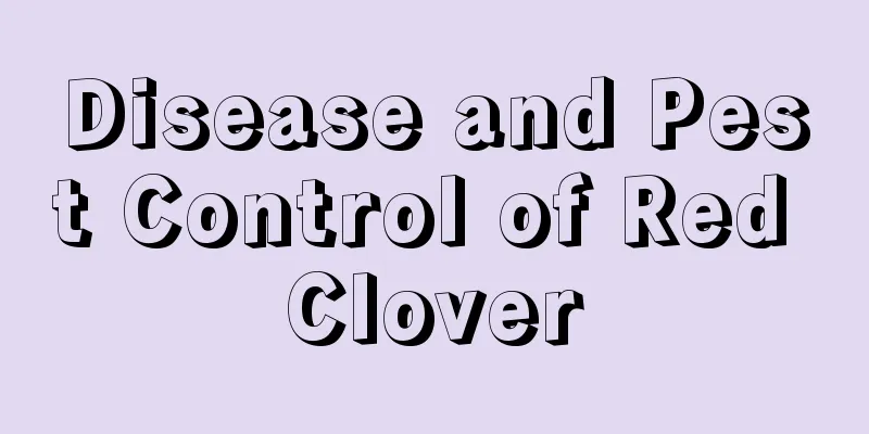 Disease and Pest Control of Red Clover